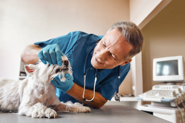 Best Emergency Dental Surgery in Lyons, OR
